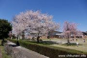 県西生涯学習センターのさくら