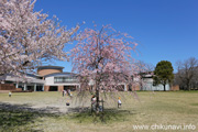 県西生涯学習センターのさくら