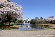 県西総合公園のさくら