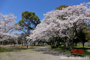 県西総合公園のさくら