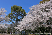 県西総合公園のさくら