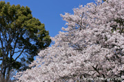 県西総合公園のさくら