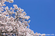 県西総合公園のさくら