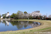 県西総合公園のさくら