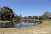 県西総合公園のさくら