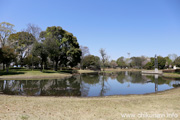 県西総合公園のさくら