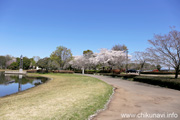 県西総合公園のさくら