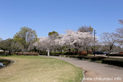 県西総合公園のさくら