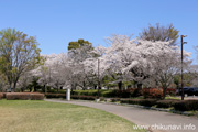 県西総合公園のさくら