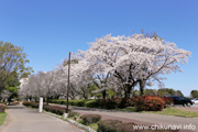 県西総合公園のさくら