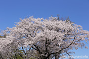 県西総合公園のさくら