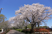 県西総合公園のさくら