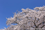 県西総合公園のさくら