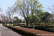 県西総合公園のさくら