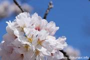 県西総合公園のさくら