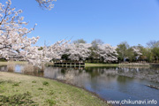 県西総合公園のさくら