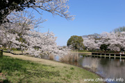 県西総合公園のさくら