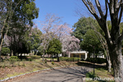 県西総合公園のさくら