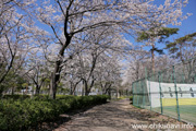 県西総合公園のさくら