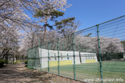 県西総合公園のさくら