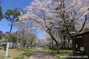 県西総合公園のさくら