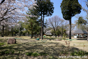 県西総合公園のさくら