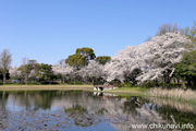 県西総合公園のさくら