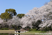 県西総合公園のさくら