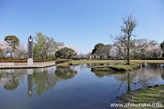 県西総合公園のさくら