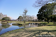 県西総合公園のさくら