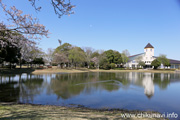 県西総合公園のさくら