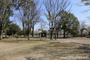 県西総合公園のさくら