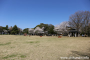 県西総合公園のさくら