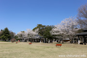 県西総合公園のさくら