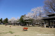 県西総合公園のさくら