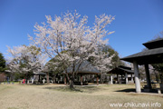 県西総合公園のさくら