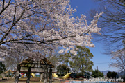 県西総合公園のさくら