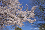 県西総合公園のさくら