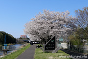 勤行川桜づつみのさくら