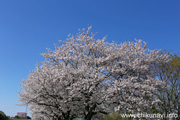 勤行川桜づつみのさくら