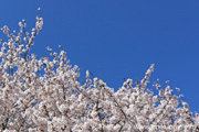 勤行川桜づつみのさくら