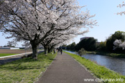 勤行川桜づつみのさくら