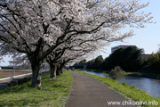 勤行川桜づつみのさくら