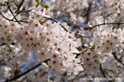 勤行川桜づつみのさくら