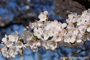 勤行川桜づつみのさくら