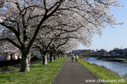 勤行川桜づつみのさくら