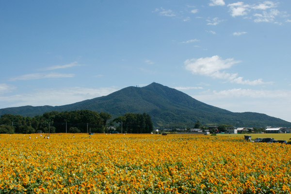 明野ひまわりの里