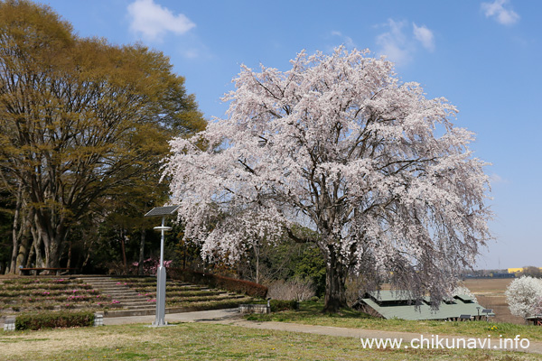 宮山ふるさとふれあい公園のしだれ桜