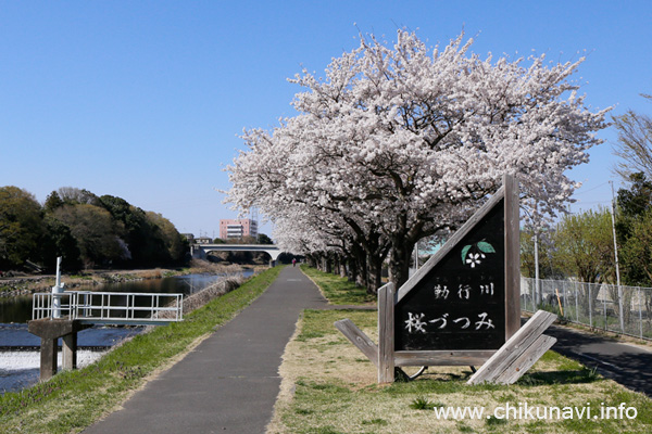 桜づつみ