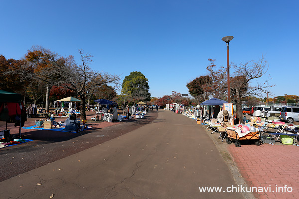 秋季いばらき都市緑化フェスティバル [2025年11月15日撮影]